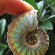 Rainbow!!! Natural conch Ammonite fossil specimens of Madagascar