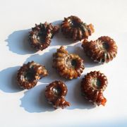 1PC Natural Ammonite Fossil Conch Crystal Specimen Healing Stones Decor Madagascar Natural Stones and Minerals