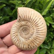 Natural Ammonite Fossil Specimen Ammolite Ocean Animal Snail Conch Madagascar Original Specimen Mineral