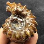 Madagascar natural conch fossil ammonites       A1