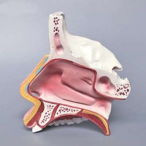 Nasal cavity anatomical model nose structure mold ENT medical teaching stereo facial micro plastic surgery