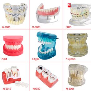 Dental Teaching Model Standard Model Demonstration Teeth Model