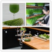 Manual stainless steel wheatgrass juicer hand wheat grass juicer