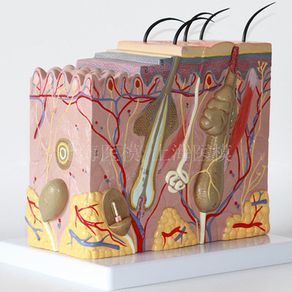 Enlarged Skin Model,Skin Enlarge Anatomical Model