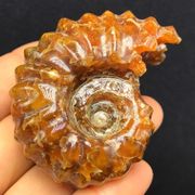 Madagascar natural conch fossil ammonites