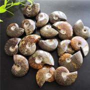 Natural Conch Whole Ammonite Fossil Sutured Patterns Specimens Madagascar Specimen Collection Decoration